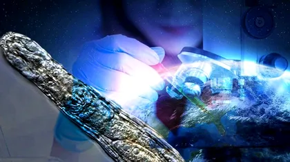 Creatura care a revenit la viață după 24.000 de ani. Cel mai rezistent organism de pe Pământ