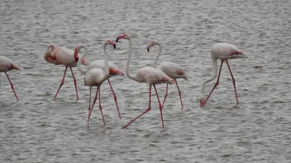Adevărul despre plecarea păsărilor flamingo din Delta Dunării. Au fost sau nu alungate de turiști?