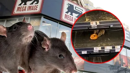 Amendă uriașă primită de Mega Image. Decizia oficială după scandalul șobolanilor din magazin