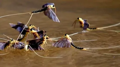 Fenomen unic în Delta Dunării. Ce sunt efemeridele și când le pot vedea oamenii