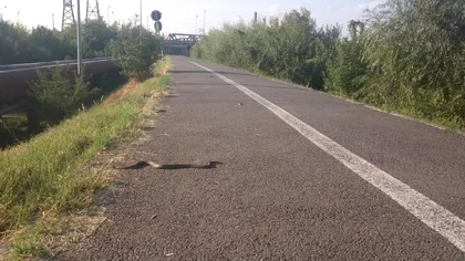 Invazie de șerpi în Constanța. Cum explică autoritățile acest fenomen