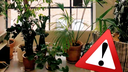 Pericolul excesului de plante în casă. Favorizează apariția unui inamic invizibil și periculos