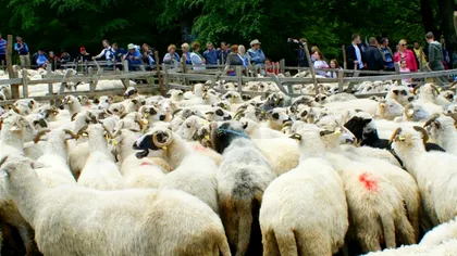 Sfințitul oilor în satul Râpa de Jos, obicei străvechi păstrat până-n zilele noastre. Ce rol are acesta