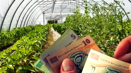 Fructul care devine din ce în ce mai cultivat în România. 1 kg to costă 60 de lei