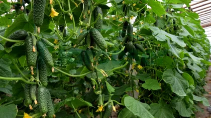 De ce castraveții românești ajung la gunoi, de fapt. Sunt foarte ieftini, dar nimeni nu îi vrea