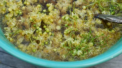 Cum se prepară siropul din flori de tei. Rețeta e super ușoară