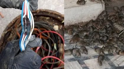 Traficul din zona Unirii, dat peste cap de mai mulți șobolani.  Cum au reușit rozătoarele să creeze haos