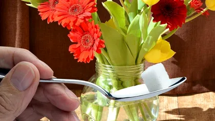 A pus zahăr într-o vază cu flori și apoi a avut o revelație. Ce s-a întâmplat în 3 zile este uimitor