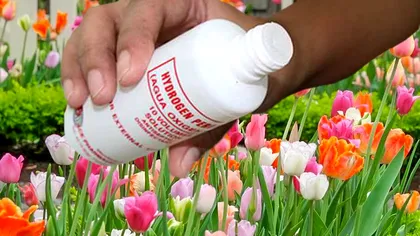 A pus apă oxigenată peste florile din curte timp de două zile. Truc genial, ce a observat imediat după