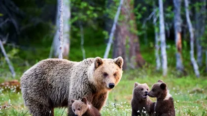 Amendă pentru fotografierea urșilor. Câte sute de lei va plăti o româncă pentru gestul ei