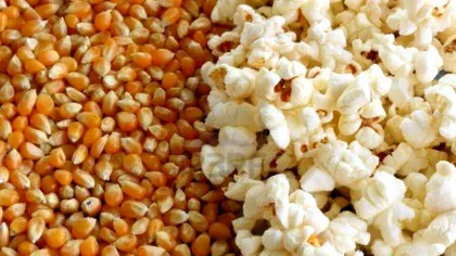Cât de profitabilă este o cultură de porumb pentru popcorn. Asta da idee de afaceri!