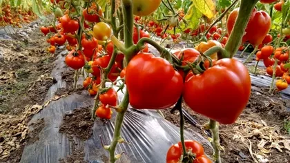 Inovație la Iași. Cum sunt crescute roșiile viitorului. Producţia este majorată iar costurile sunt reduse