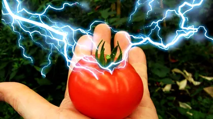Curent electric în roșiile din România. Ce s-a inventat la noi în țară, fructul viitorului se coace mai repede