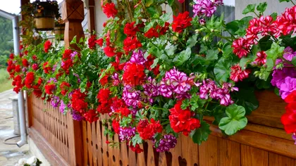 De ce este bine să pui muşcate vara la toate ferestrele apartamentului. Nu te gândeai vreodată că au acest efect