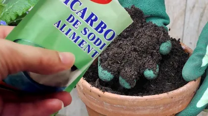 De ce să pui bicarbonat de sodiu în pământul florilor. Trucul este genial