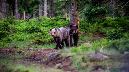 Locuitorii din Harghita nu mai scapă de urși. 26 de apeluri la 112, care semnalau prezenţa acestora, au fost primite de vineri până marţi