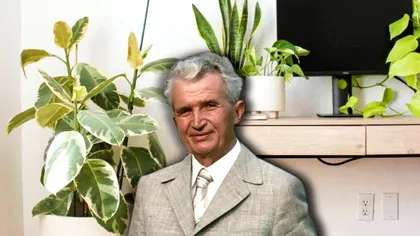 Planta ”la modă” pe vremea lui Nicolae Ceaușescu. Cândva umplea apartamentele, dar acum doar câțiva oameni o mai țin în casă