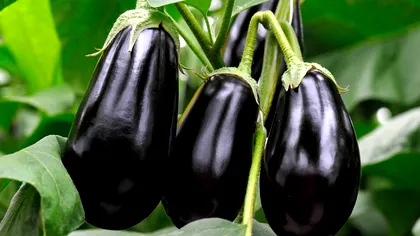 Trucul genial pentru a coace vinetele corect. Ce trebuie să faci înainte să le pui pe aragaz