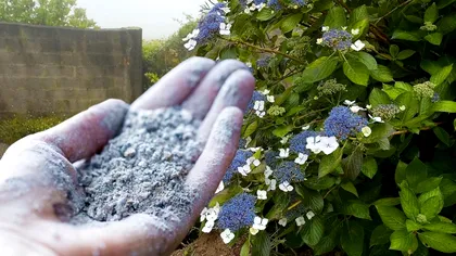 A pus cenuşă în pământul hortensiilor. Uluitor ce s-a întâmplat la scurt timp cu florile