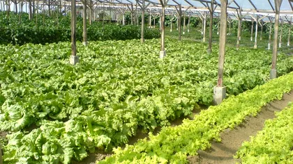 Ce se întâmplă cu legumele fermierilor români. Bieții oameni trăiesc o reală dramă după o vară de muncă