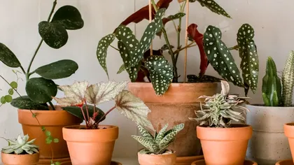 Plantele ”vampiri energetici” pe care nu trebuie să le ții în casă. Cât rău îți fac