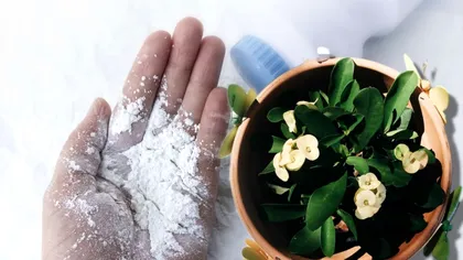 A pus pudră de talc la rădăcina florilor din ghiveci și a așteptat. Ce truc genial a descoperit