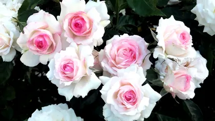 Secretul pentru a avea trandafiri înfloriți toată vara. Trucul genial pe care îl știu puține gospodine