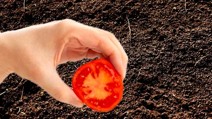 A pus 4 felii de roșii în pământ și le-a lăsat așa 10 zile. Nu i-a venit să creadă ce s-a întâmplat după