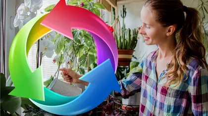 Floarea din apartament căreia îi poți schimba culoarea. Totul este atât de simplu