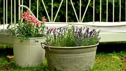 Florile lunii august. Ce trebuie să ai în casă sau în curte până la finalul verii