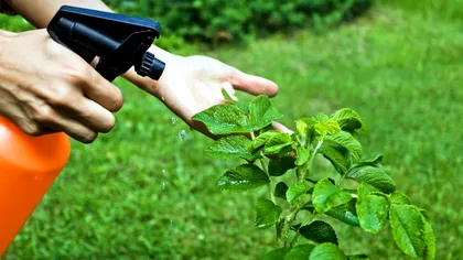 Ingredientele din bucătărie care cresc rădăcinile plantelor. Trucul secret al grădinarilor adevărați s-a aflat