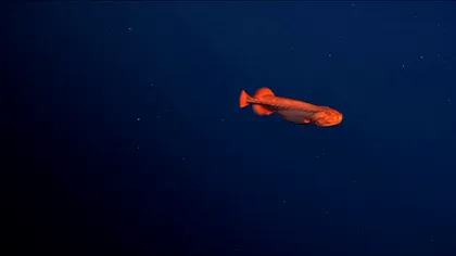 Ce animal s-a descoperit la 2.000 de metri adâncime în Ocean. Cum își schimbă culoarea