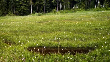 Planta periculoasă care crește lângă orașe. Ce au descoperit cercetătorii recent le-a dat fiori