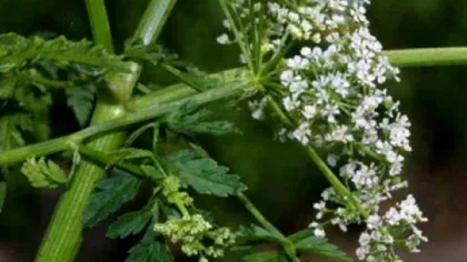 Ce secrete mistice ascundeau florile otrăvitoare, în trecut. Oamenii de la țară le știau aproape pe toate