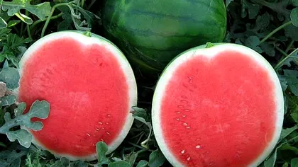 Marele secret al cultivatorilor de pepeni. Cum cresc celebrul pepene roșu fără sâmburi