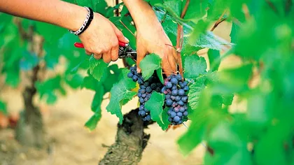 Când se culege via. Calendarul oficial al agricultorilor din România