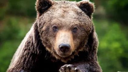 Cel mai bizar mesaj RO-Alert primit de oamenii din Brașov. Au crezut că nu văd bine ce scrie pe telefoane