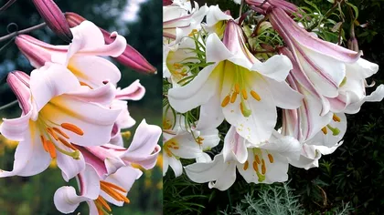 Cum se îngrijesc corect crinii imperiali și cum se înmulțesc aceste specii de plante