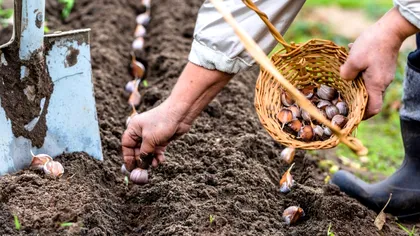 Cum se plantează corect usturoiul toamna. 9 trucuri utile din partea grădinarilor adevărați