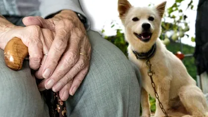 El este Baegku, câinele care și-a ținut în viață stăpâna timp de 40 de ore. Cum a reușit acest lucru