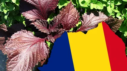 Planta minune din România care va fi omologată în curând: ‘Este total diferită față de orice există’