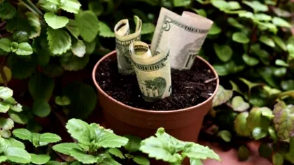 Planta care îţi aduce noroc în afaceri. Unde trebuie să o asezi ca să atragi banii