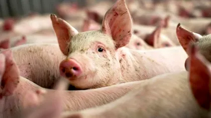 Au explodat focarele de pesta porcină africană în Ialomița. 14 au fost depistate doar în ultima săptămână