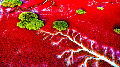 Plaja roșie, locul unic în lume care atrage din ce în ce mai mulți turiști. Unde se află și de ce arată așa