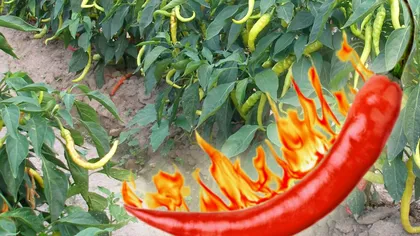 Cum se fac cei mai iuți ardei din lume chiar în România. Ce a reușit să cultive un agricultor din țară
