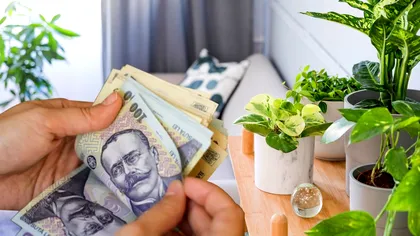 Plantele care atrag banii şi norocul. Toţi românii trebuie să le aibă în casă la sfârşit de an
