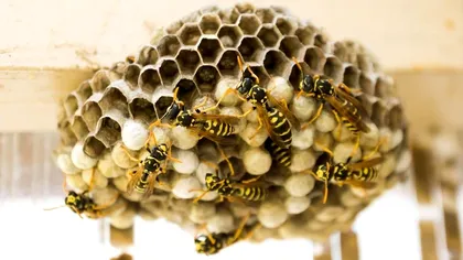 Soluțiile simple pentru a scăpa de cuiburile de viespi. Nu vei mai avea griji după