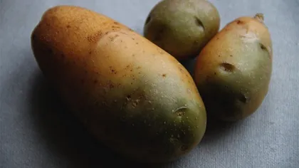 Așa previi înverzirea cartofilor, de fapt. Trucurile geniale pe care toți românii trebuie să le afle