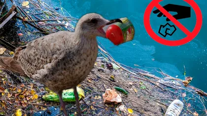 De ce mănâncă păsările marine deșeuri din plastic. Descoperirea cercetătorilor