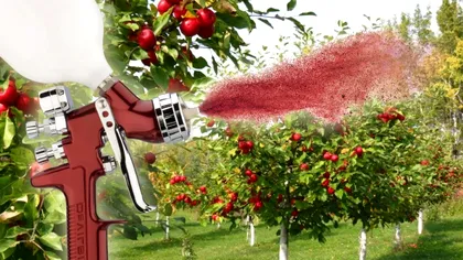 Cu ce trebuie să stropești pomii iarna. Așa vei avea o recoltă bogată anul viitor